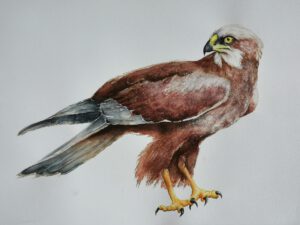 harrier in watercolor