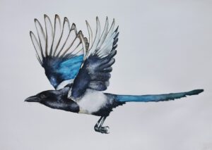 magpie in watercolor